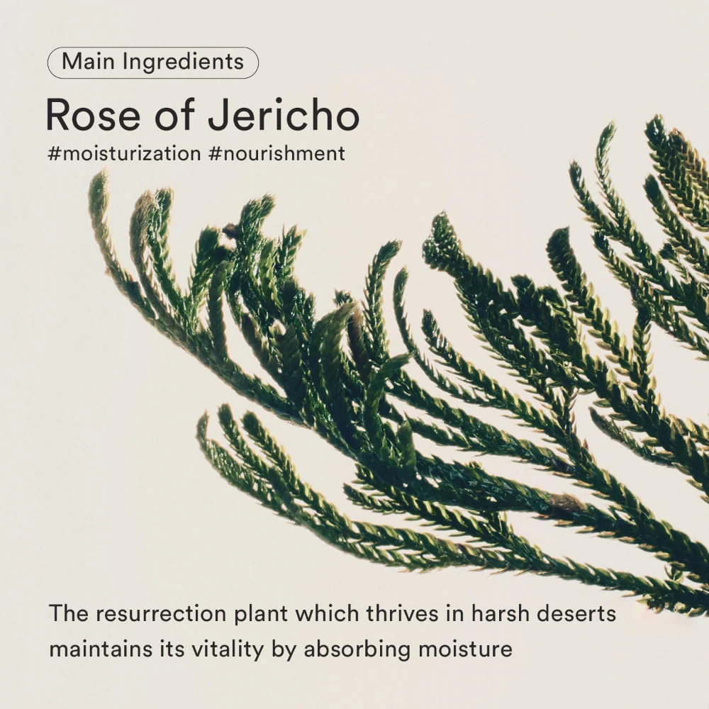 Abib Jericho Rose Bifida Firming Drop Serum 50ml - Image 3